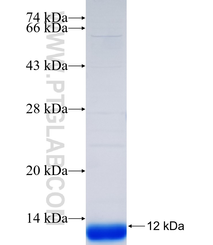 USP22 fusion protein Ag34933 SDS-PAGE