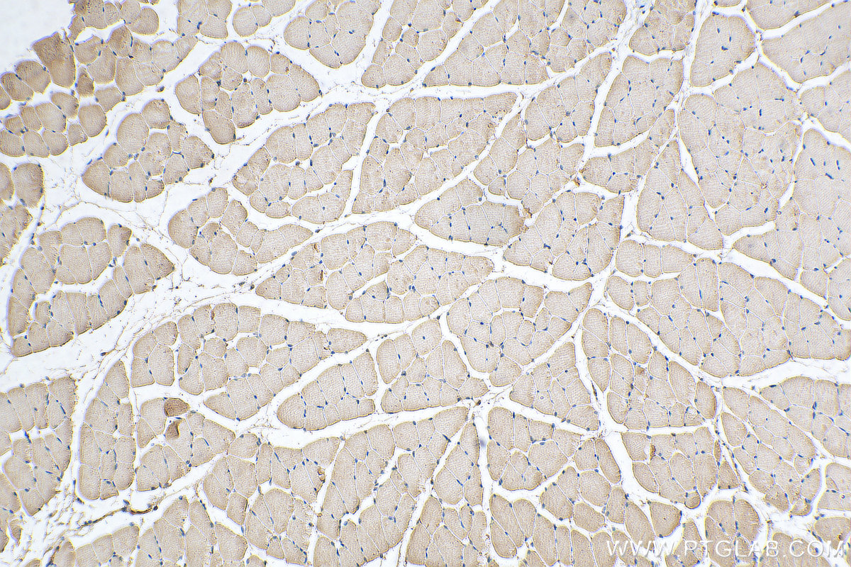 IHC staining of mouse skeletal muscle using 67769-1-Ig