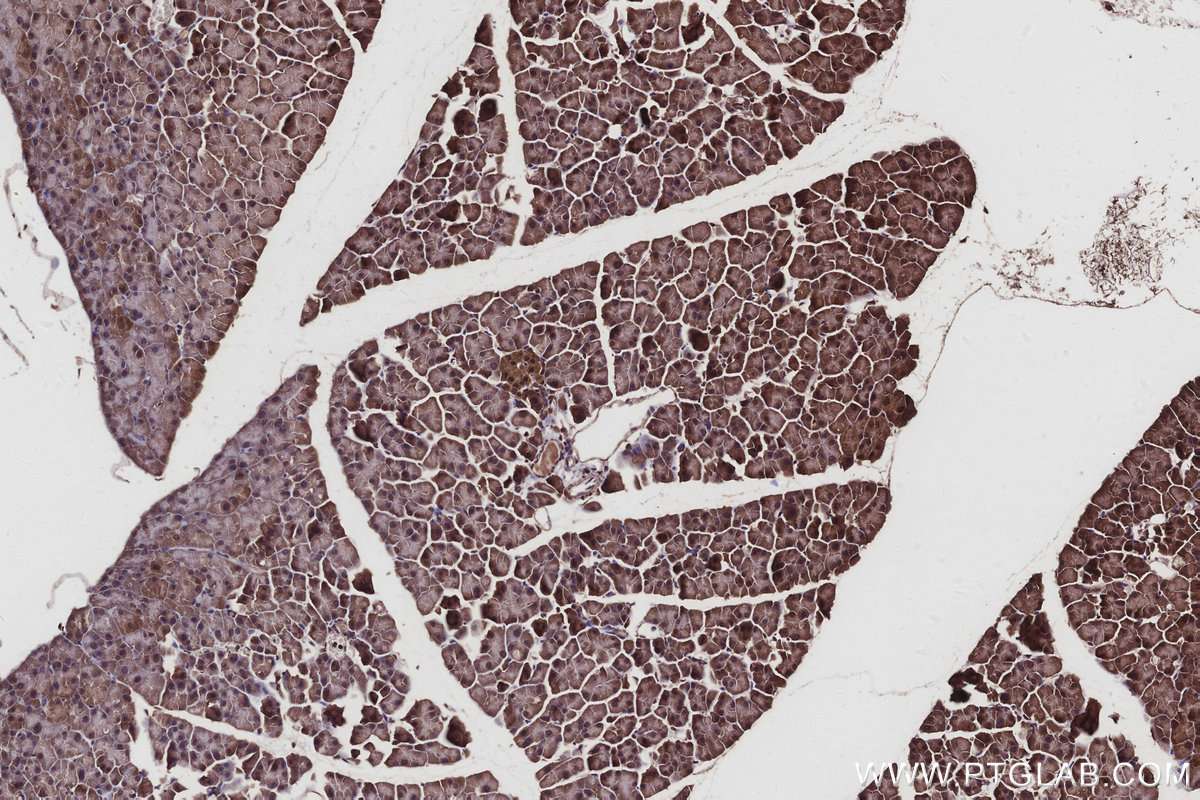 IHC staining of mouse pancreas using 27522-1-AP
