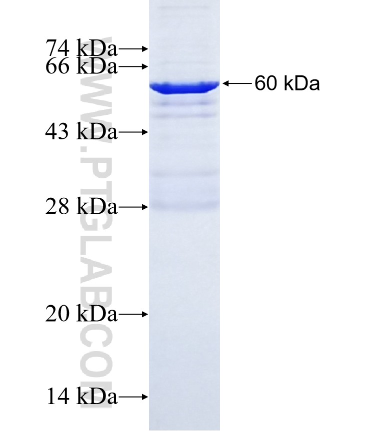 USP29 fusion protein Ag23244 SDS-PAGE