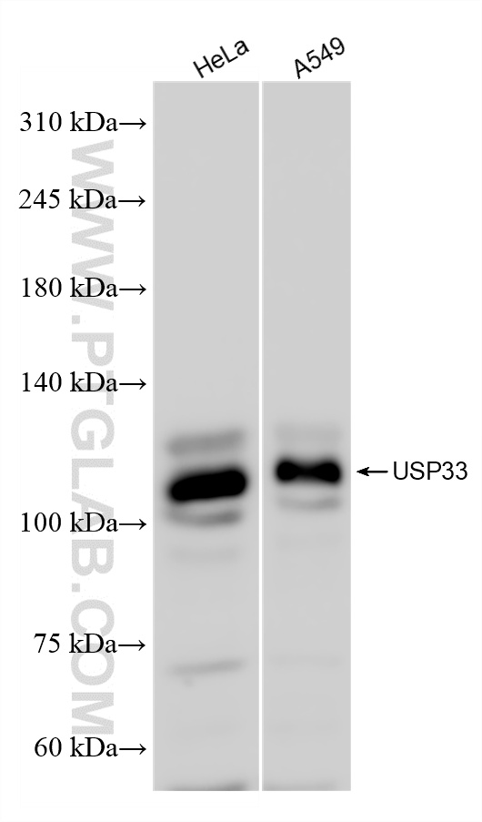 WB analysis using 84958-4-RR (same clone as 84958-4-PBS)
