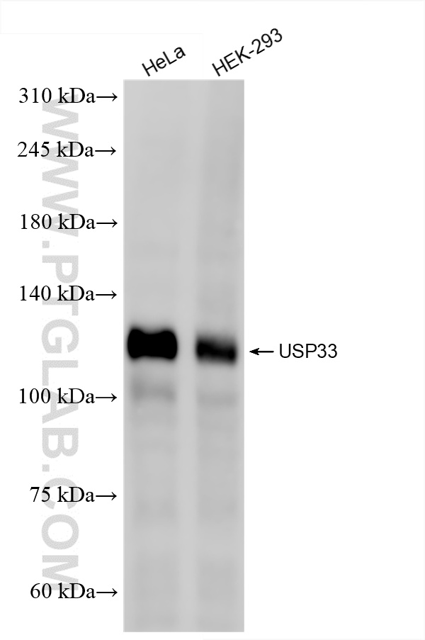 Various lysates were subjected to SDS PAGE followed by western blot with 84958-5-RR (USP33 antibody) at dilution of 1:3000 incubated at room temperature for 1.5 hours. WB analysis using 84958-5-RR