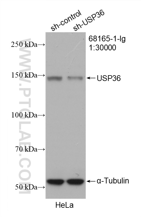 WB analysis of HeLa using 68165-1-Ig (same clone as 68165-1-PBS)