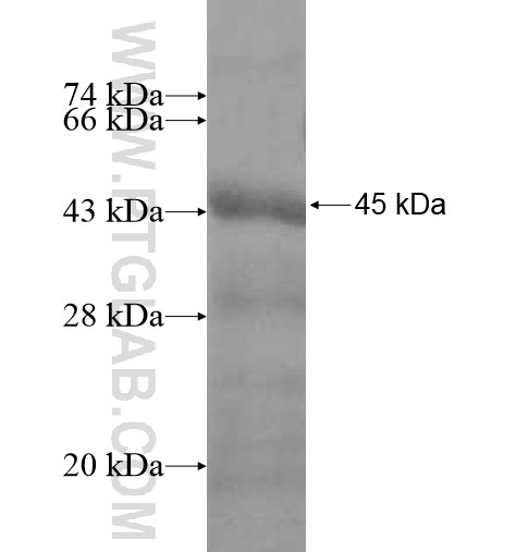 USP37 fusion protein Ag12543 SDS-PAGE USP37 fusion protein Ag12543 SDS-PAGE