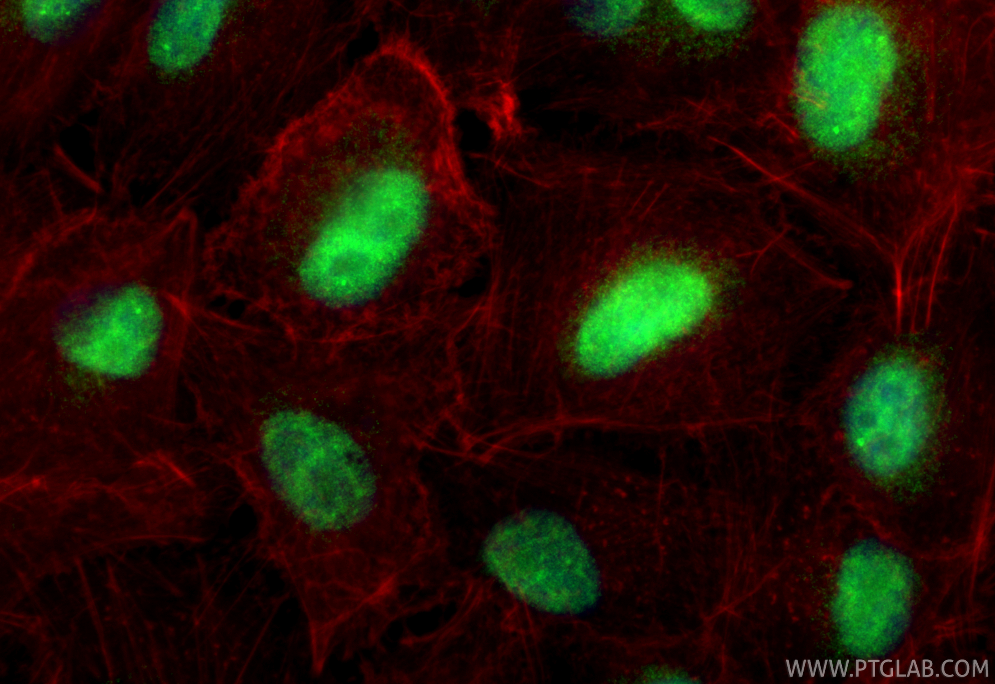 Immunofluorescent analysis of (4% PFA) fixed A549 cells using USP39 antibody (23865-1-AP) at dilution of 1:200 and CoraLite®488-Conjugated Goat Anti-Rabbit IgG(H+L) (<a class='green' href='/productredirect?CatalogNo=SA00013-2' target='_blank'>SA00013-2</a>), CL594-Phalloidin (red). IF Staining of A549 using 23865-1-AP