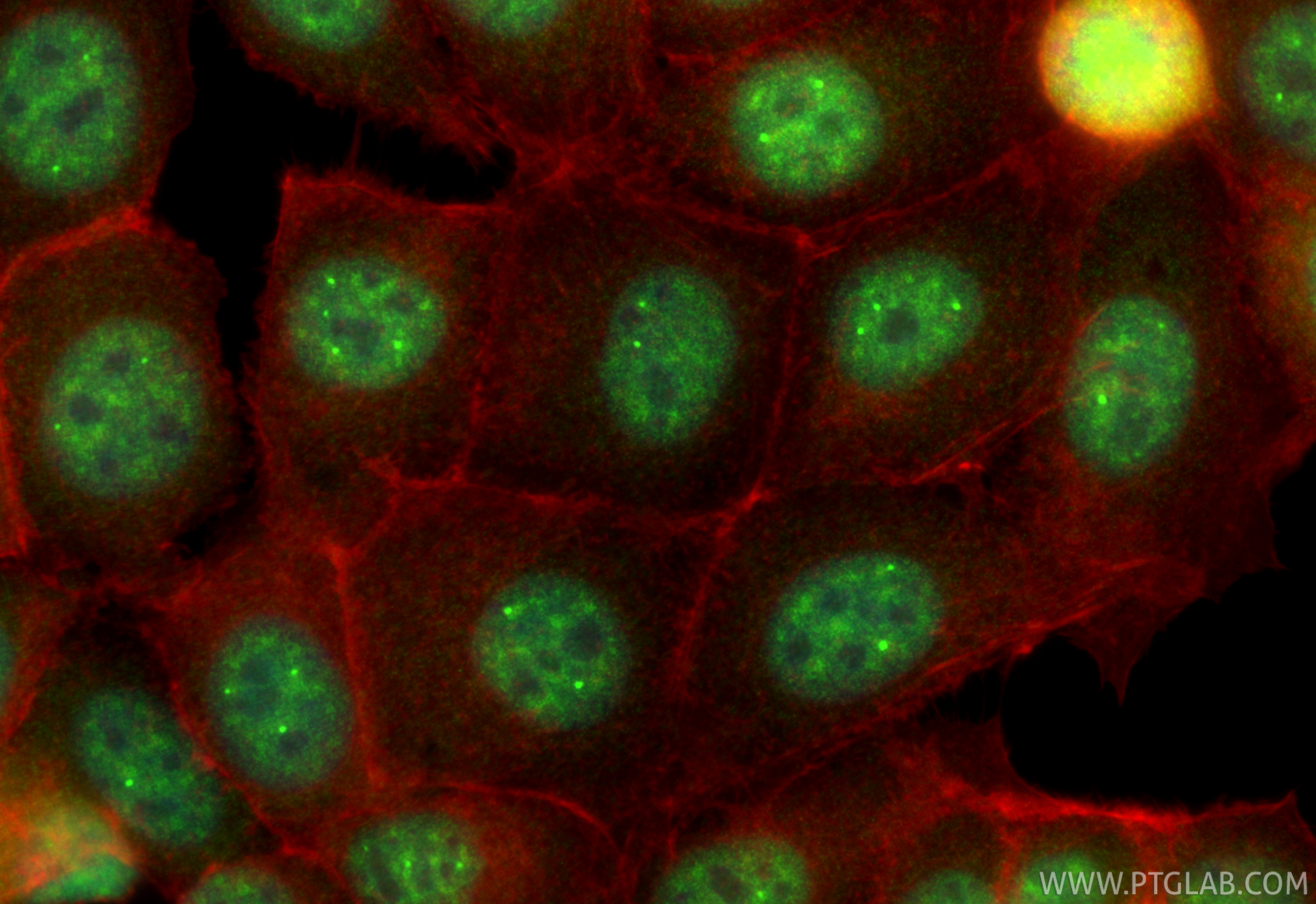 Immunofluorescent analysis of (4% PFA) fixed MCF-7 cells using USP39 antibody (23865-1-AP) at dilution of 1:200 and CoraLite®488-Conjugated Goat Anti-Rabbit IgG(H+L) (<a class='green' href='/productredirect?CatalogNo=SA00013-2' target='_blank'>SA00013-2</a>), CL594-Phalloidin (red). IF Staining of MCF-7 using 23865-1-AP