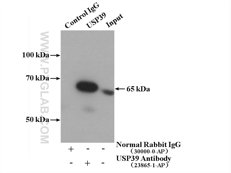 IP experiment of K-562 using 23865-1-AP