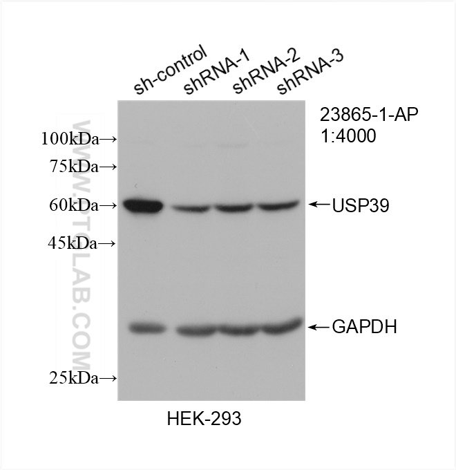 WB analysis of HEK-293 using 23865-1-AP