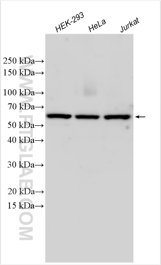 WB analysis using 23865-1-AP