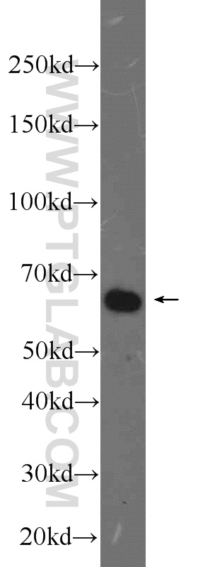 WB analysis of K-562 using 23865-1-AP