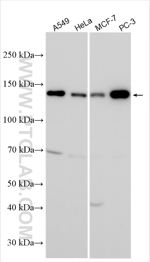 WB analysis using 27217-1-AP