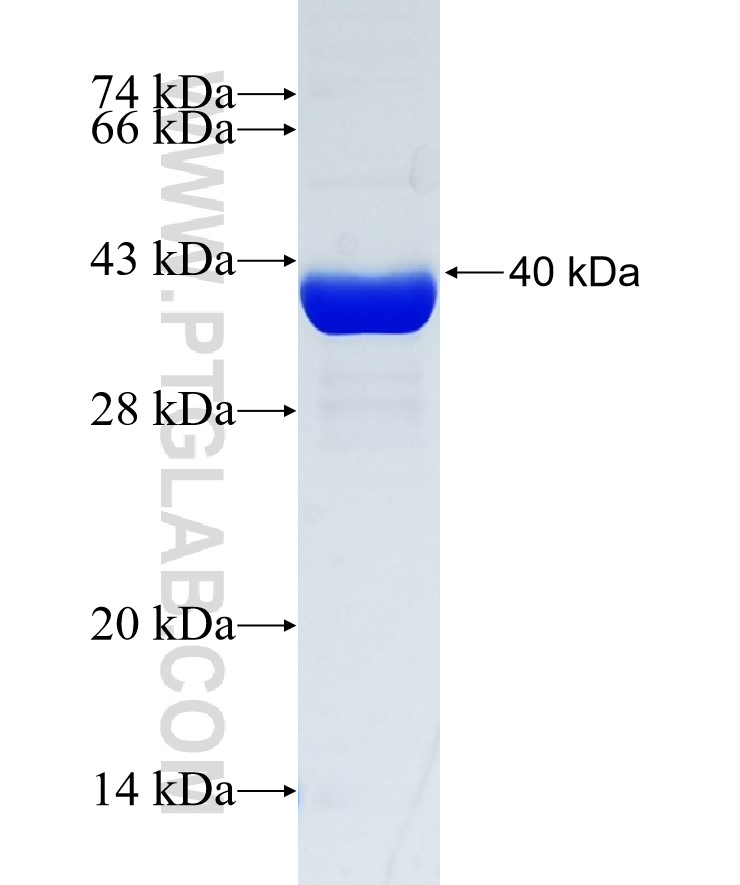 USP42 fusion protein Ag34280 SDS-PAGE