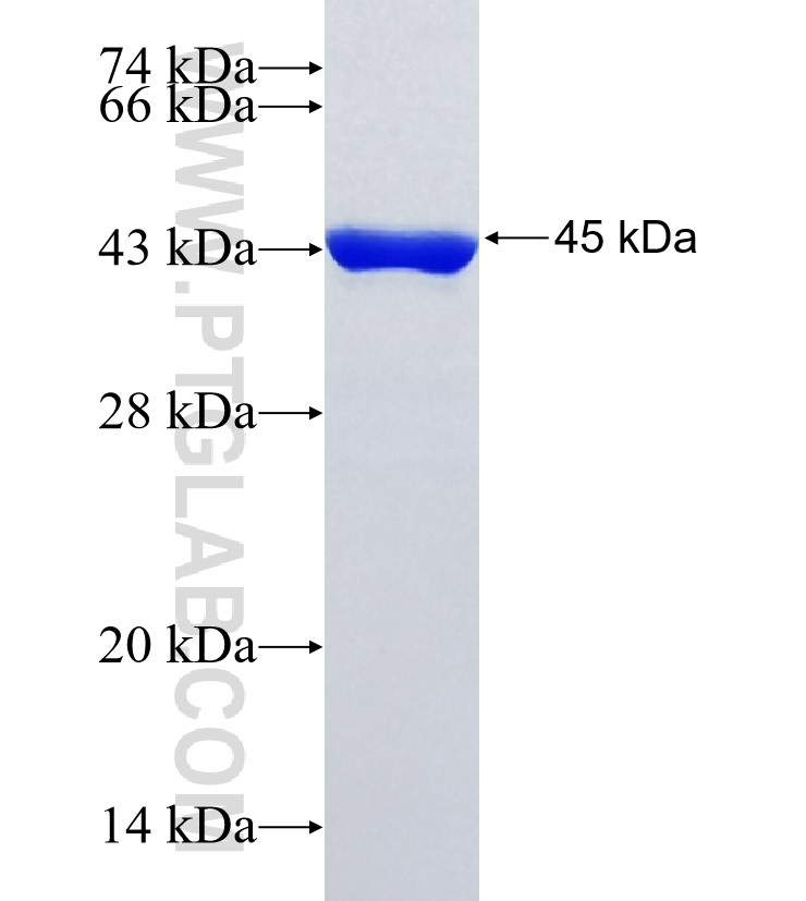USP47 fusion protein Ag13990 SDS-PAGE