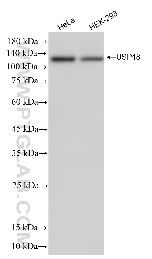 WB analysis using 86523-1-RR (same clone as 86523-1-PBS)