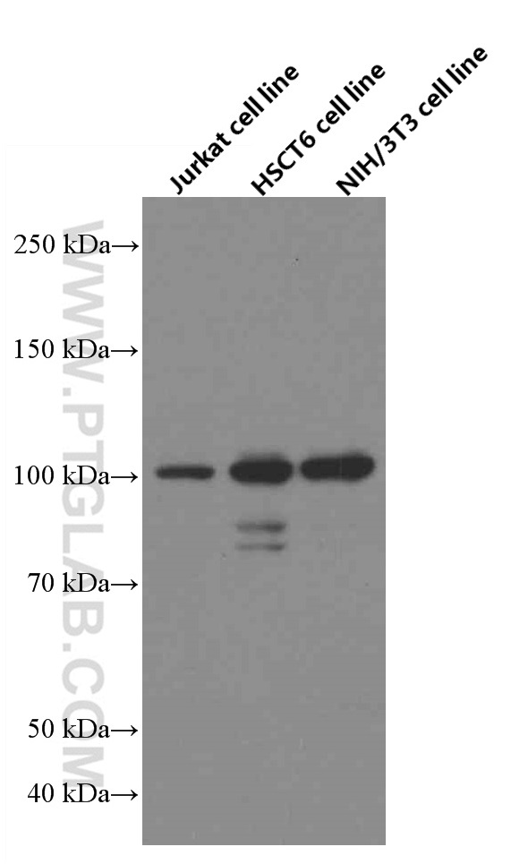 WB analysis of Jurkat using 66213-1-Ig