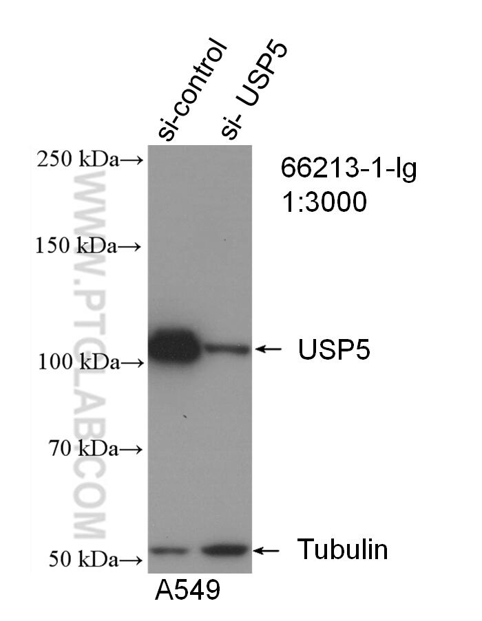 WB analysis of A549 using 66213-1-Ig