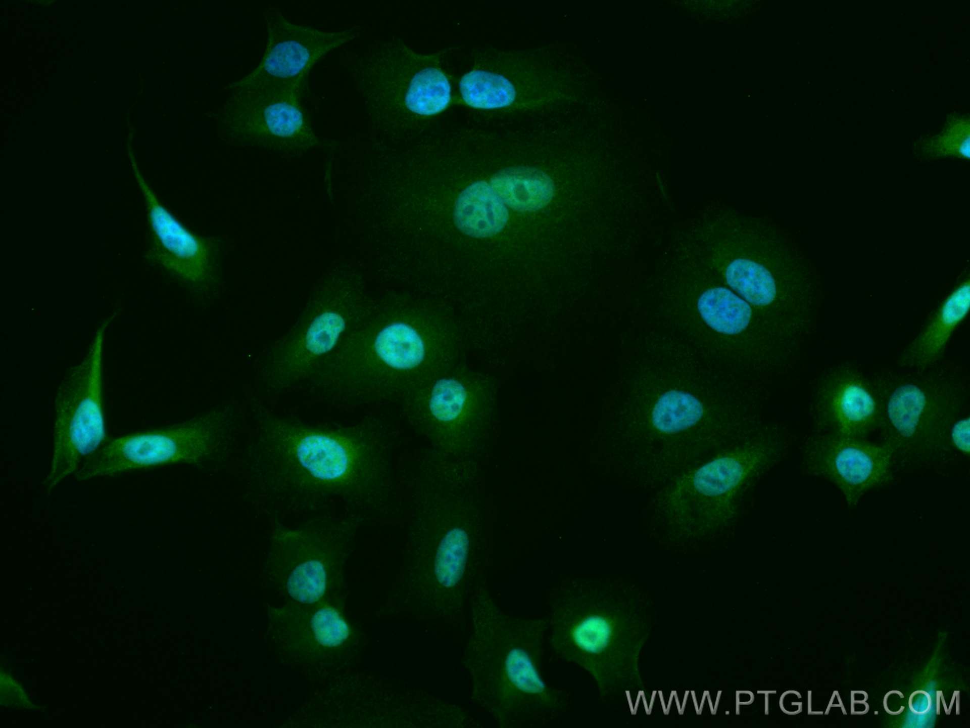 IF Staining of A549 using CL488-66213