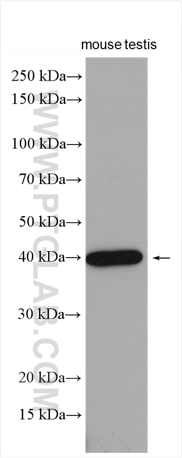 WB analysis of mouse testis using 24817-1-AP