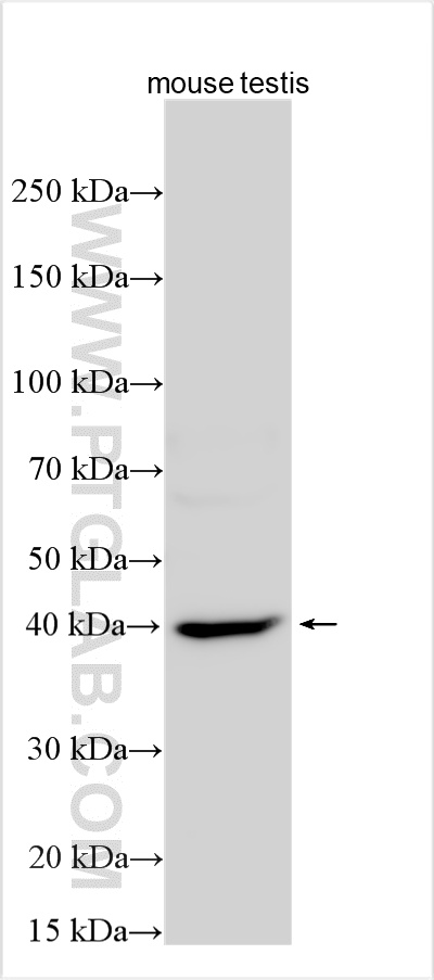 WB analysis using 30239-1-AP