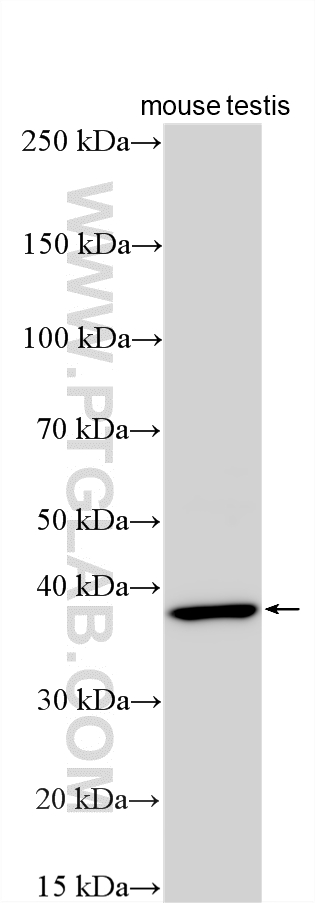 Various lysates were subjected to SDS PAGE followed by western blot with 30239-1-AP (USP50 antibody) at dilution of 1:2500 incubated at room temperature for 1.5 hours. WB analysis using 30239-1-AP