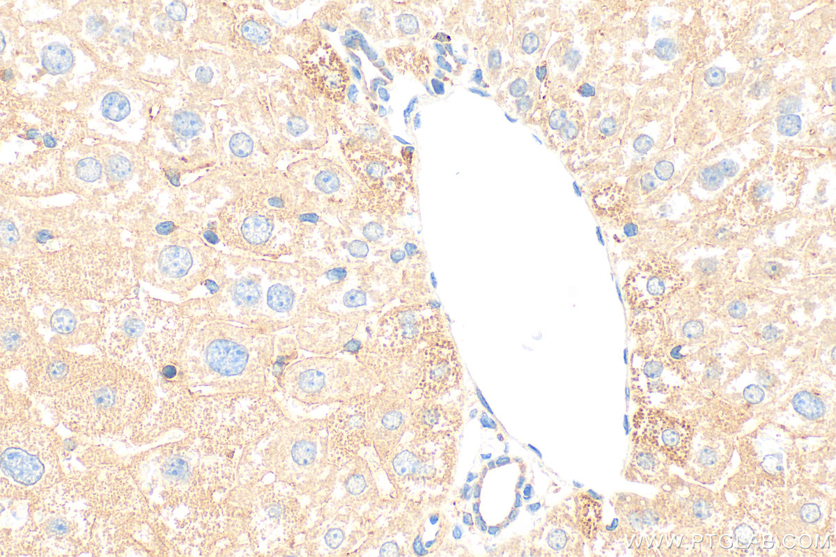 IHC staining of mouse liver using 26707-1-AP