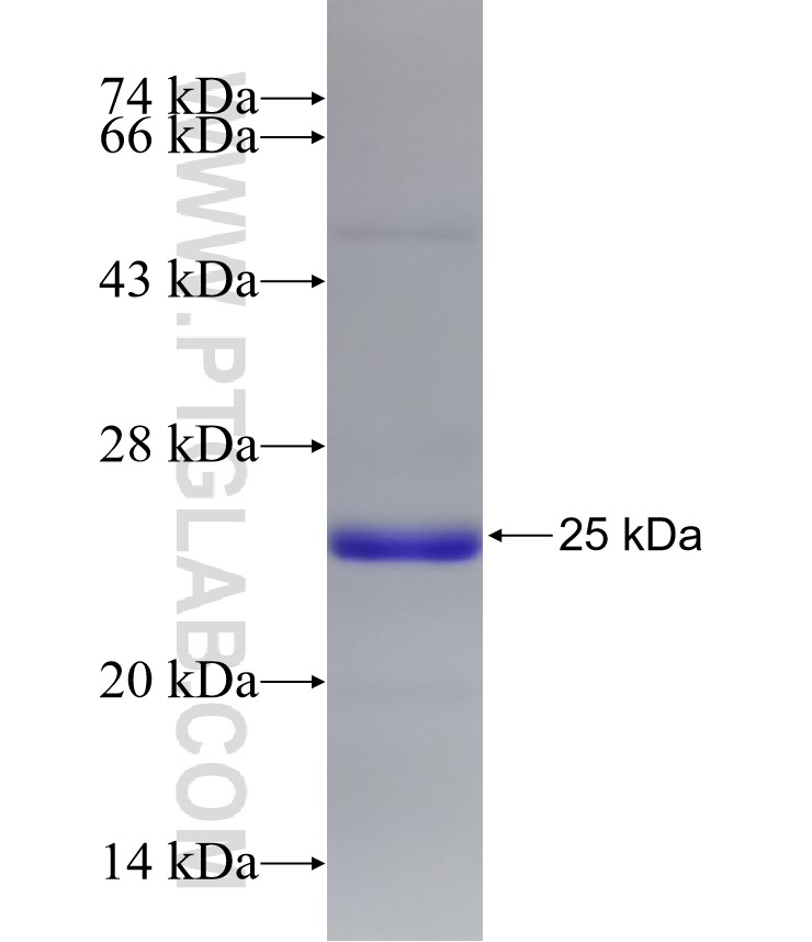 USP6NL fusion protein Ag32597 SDS-PAGE