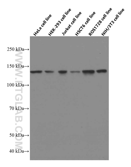 WB analysis using 66514-1-Ig