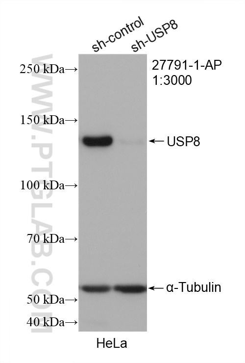 WB analysis of HeLa using 27791-1-AP