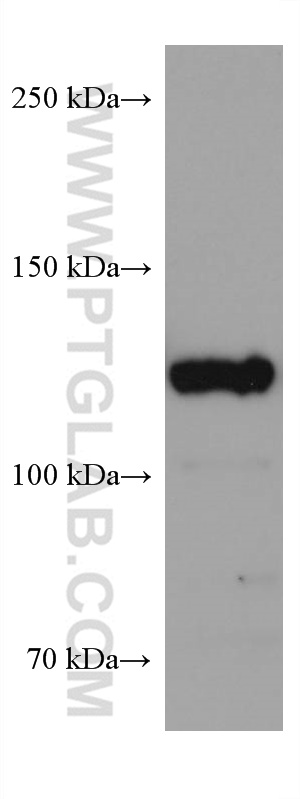 WB analysis of NIH/3T3 using 67321-1-Ig