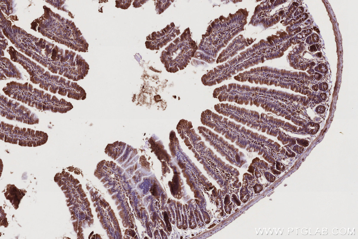 Immunohistochemical analysis of paraffin-embedded mouse small intestine tissue slide using 55054-1-AP (USP9X antibody) at dilution of 1:1000 (under 10x lens). Heat mediated antigen retrieval with Tris-EDTA buffer (pH 9.0). IHC staining of mouse small intestine using 55054-1-AP