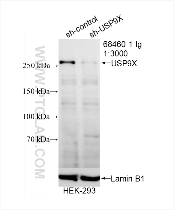 WB analysis of HEK-293 using 68460-1-Ig (same clone as 68460-1-PBS)