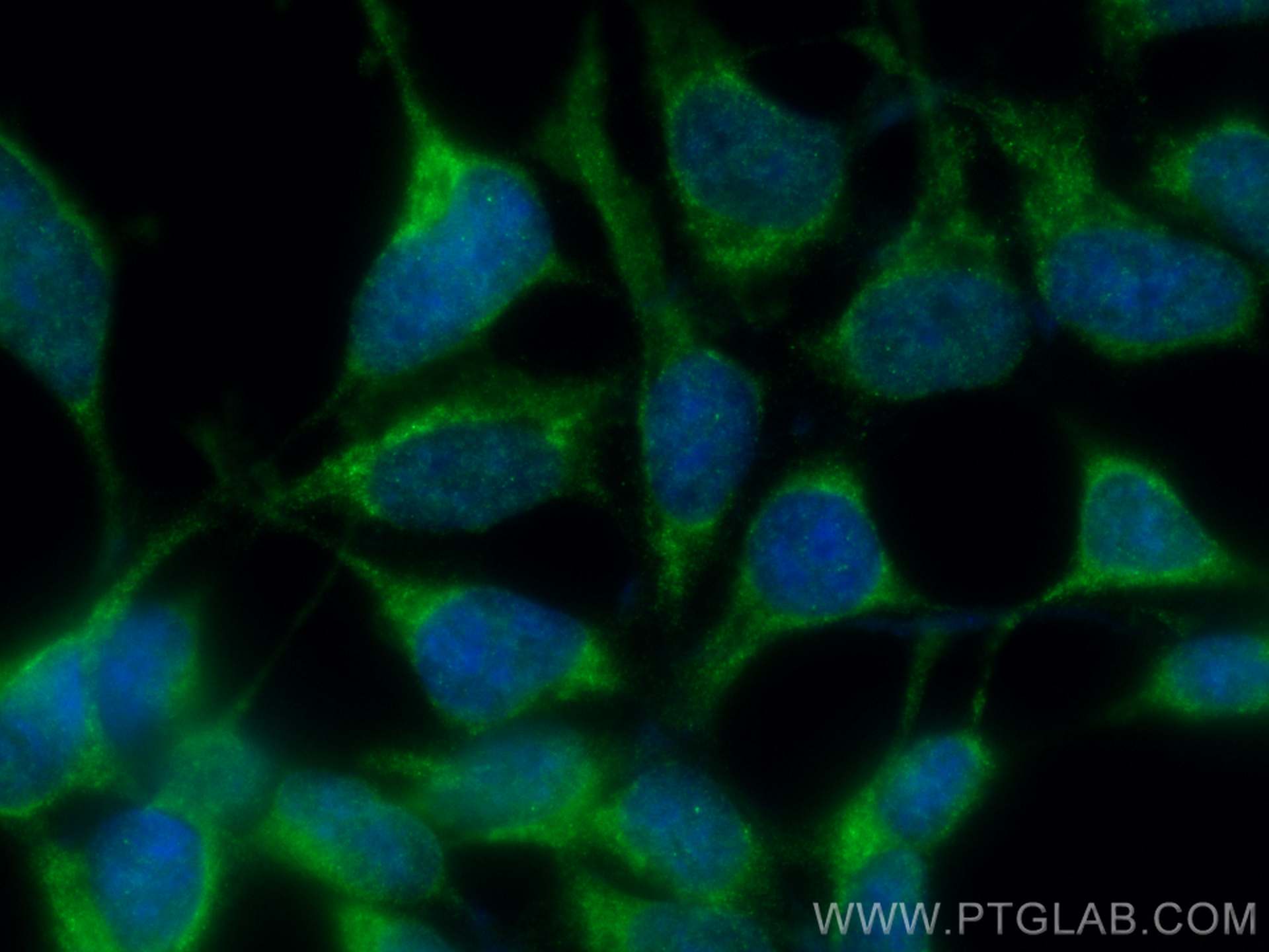 IF Staining of HEK-293 using CL488-55054