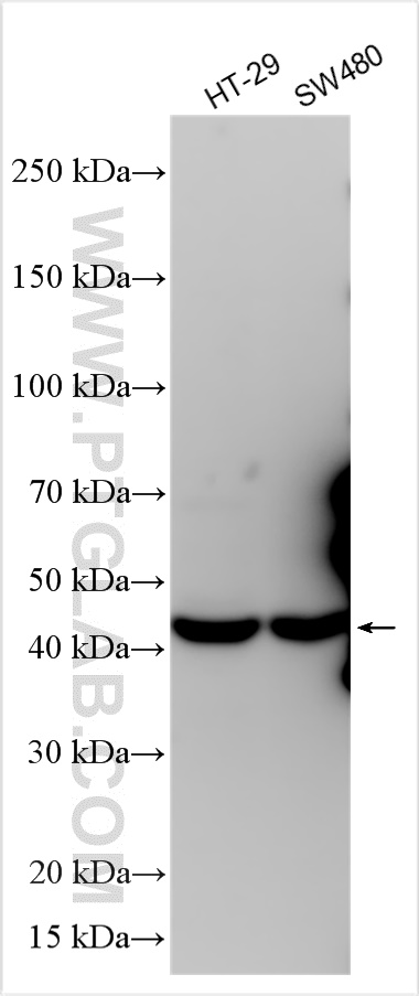 WB analysis using 27578-1-AP