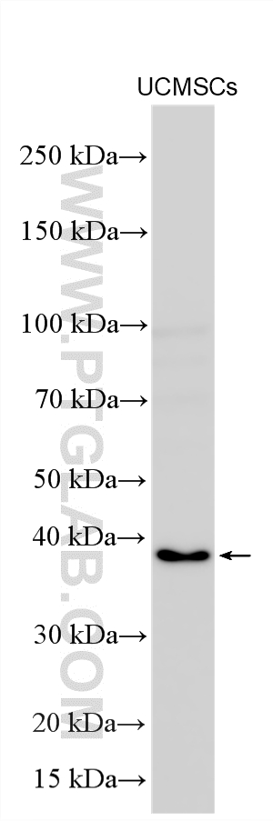 WB analysis using 30456-1-AP (same clone as 30456-1-PBS)