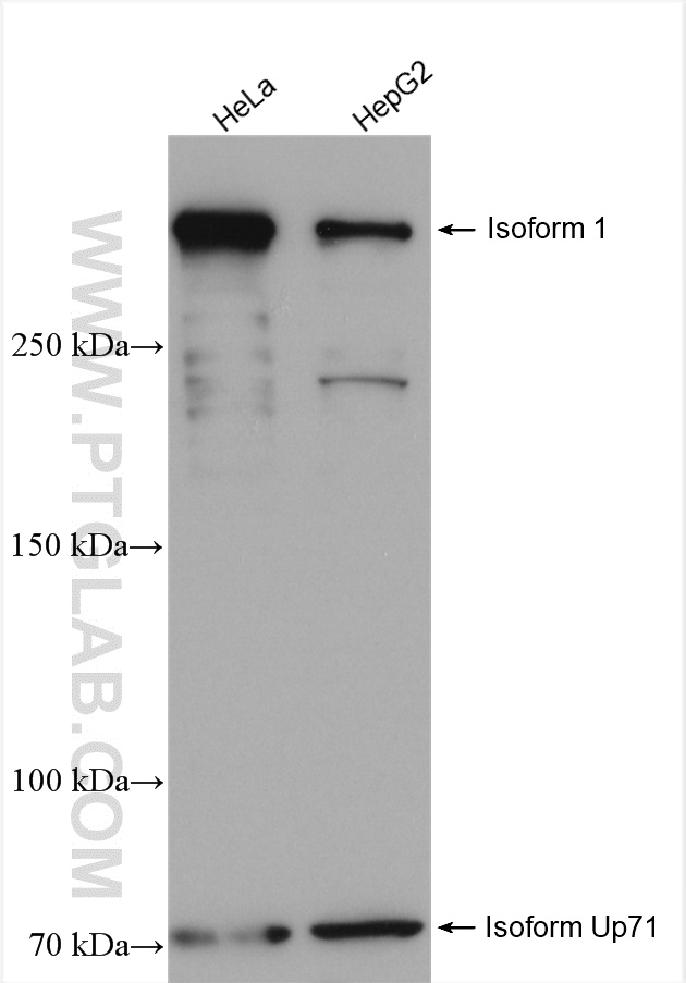 WB analysis using 27948-1-AP