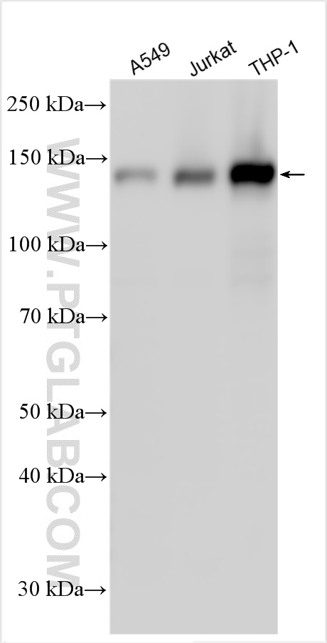WB analysis using 31546-1-AP