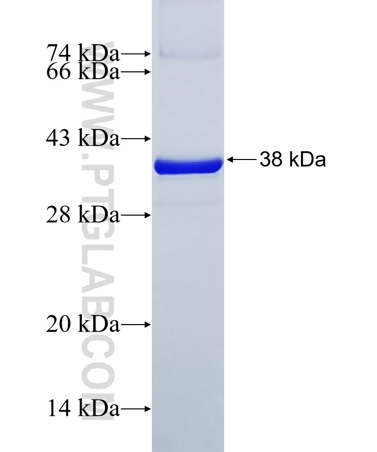 UVRAG fusion protein Ag13716 SDS-PAGE