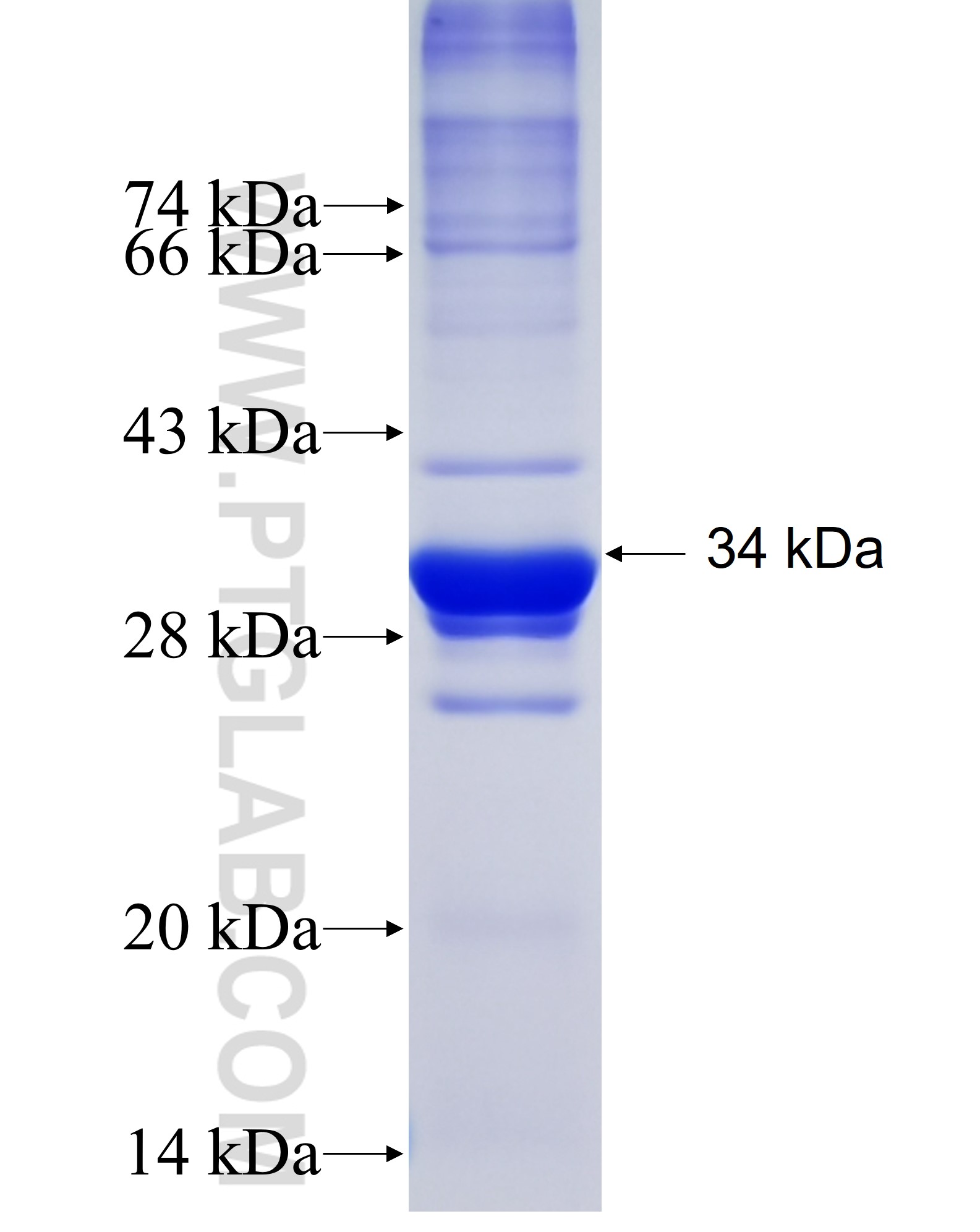 Ucp1 fusion protein Ag38217 SDS-PAGE