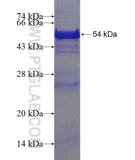 Unc119b fusion protein Ag24599 SDS-PAGE