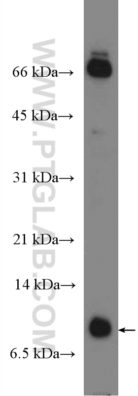 WB analysis of rat lung using 26909-1-AP