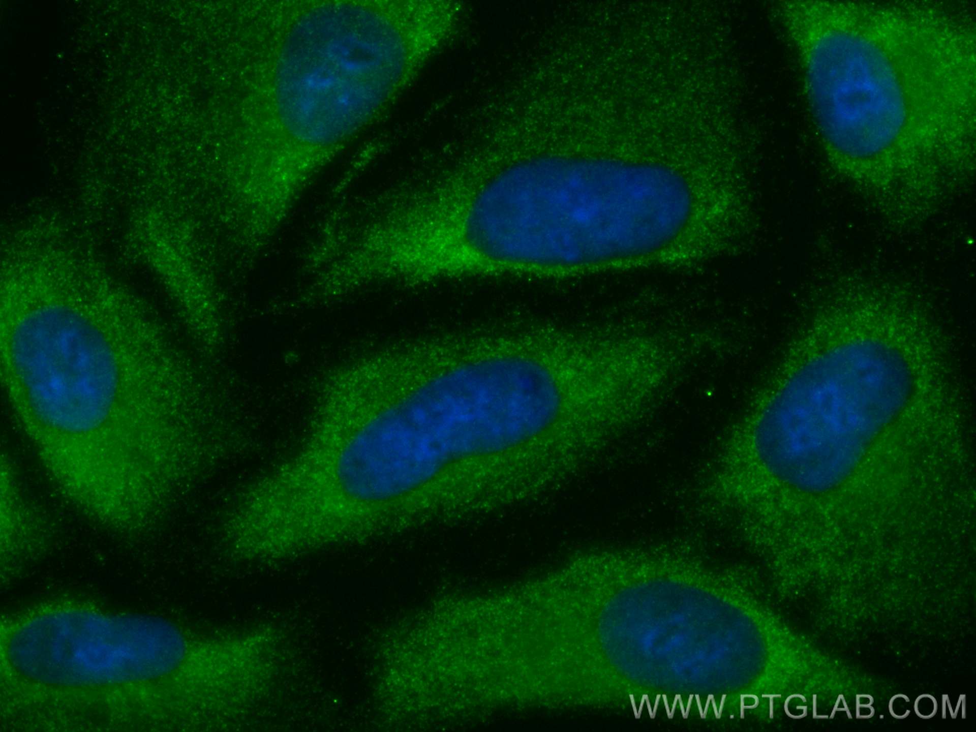 IF Staining of A549 using CL488-10490