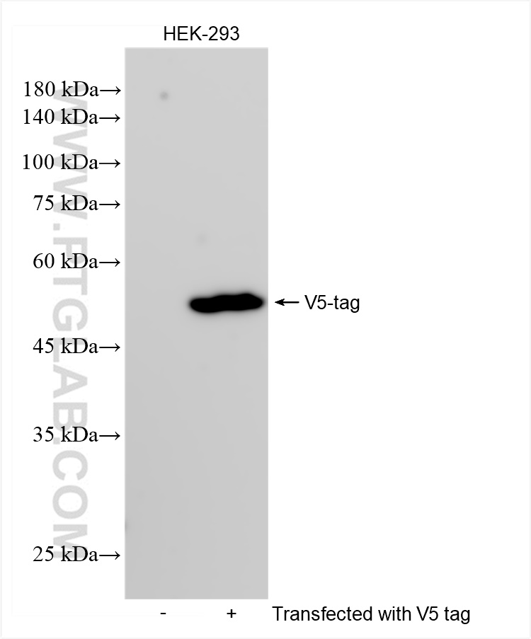 WB analysis using 81775-4-RR