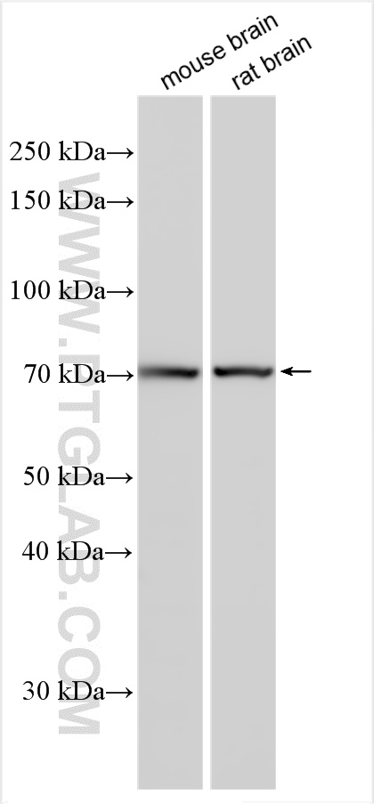 WB analysis using 27303-1-AP