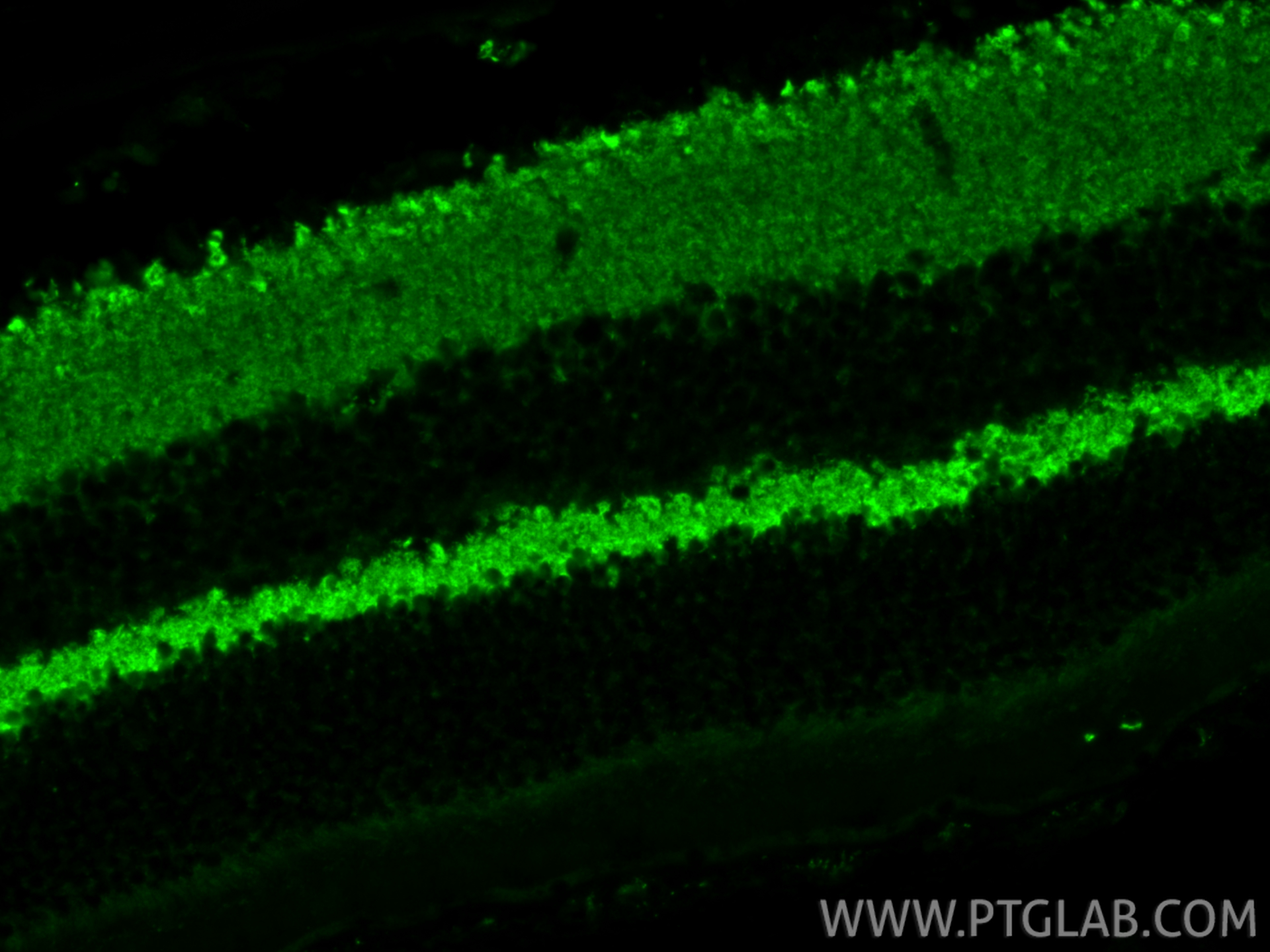 IF Staining of mouse eye using 10135-1-AP IF Staining of mouse eye using 10135-1-AP