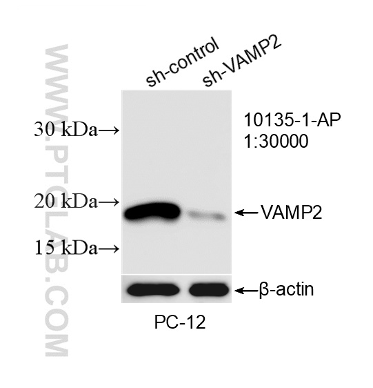 WB analysis of PC-12 using 10135-1-AP WB analysis of PC-12 using 10135-1-AP