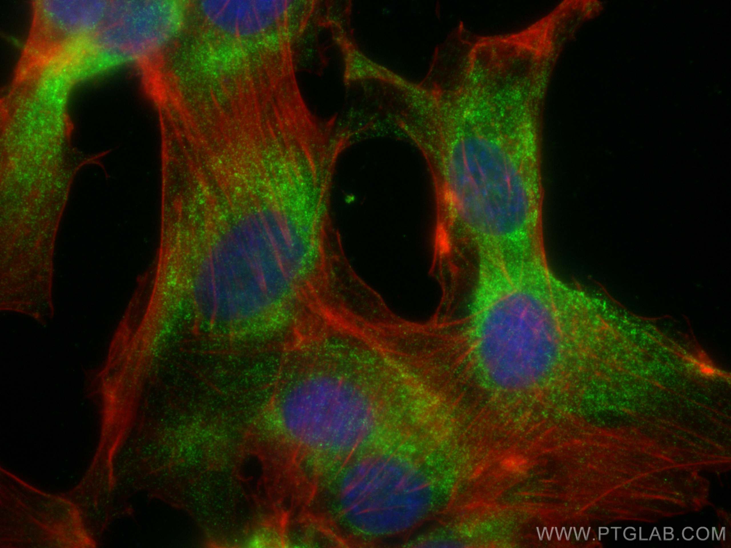 IF Staining of U-87 MG using 67822-1-Ig