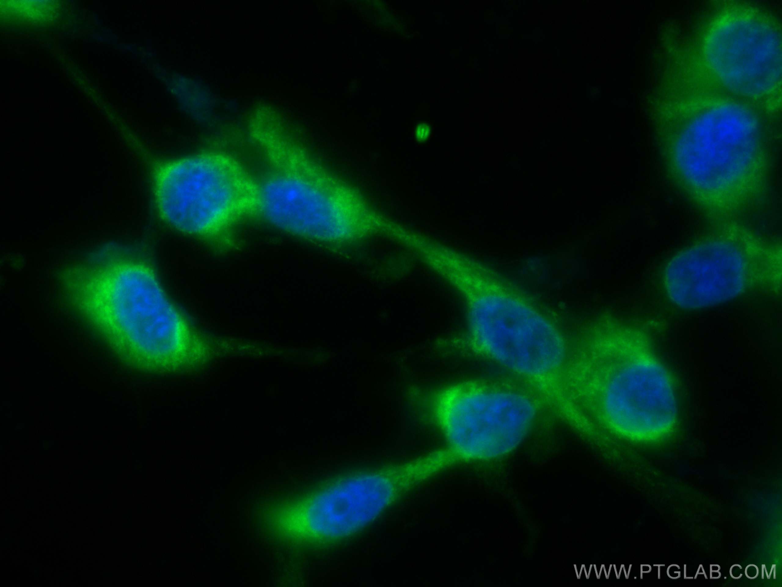 IF Staining of U-87 MG using CL488-67822