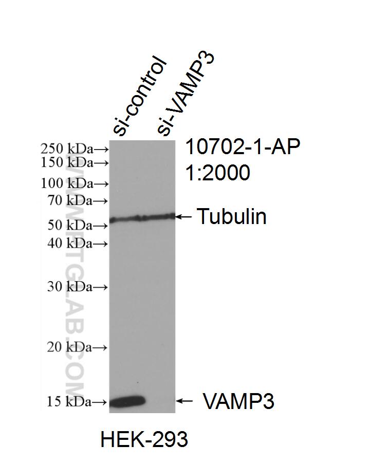 WB analysis of HEK-293 using 10702-1-AP