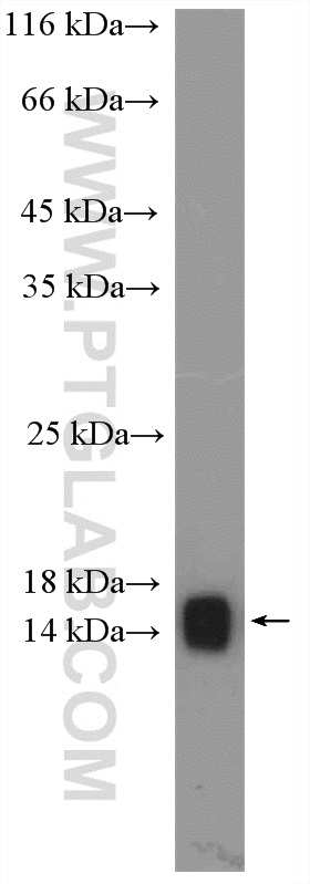 WB analysis of HEK-293 using 10702-1-AP