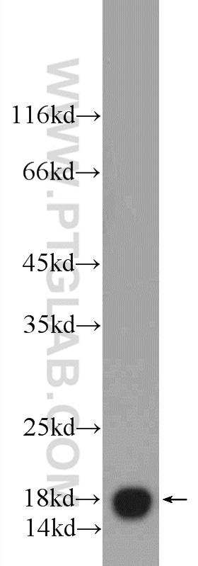 VAMP4 Polyclonal antibody